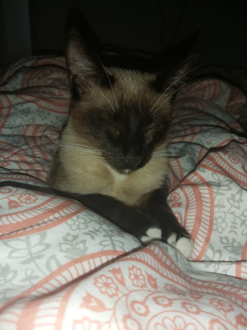 Mixi