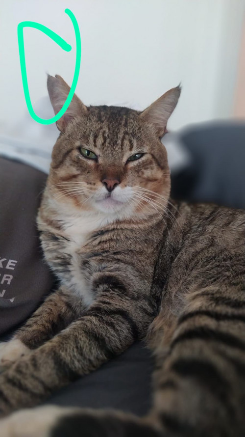 Tito
