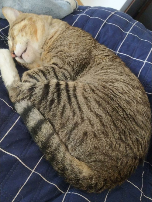Tito
