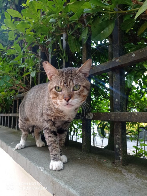 Tito