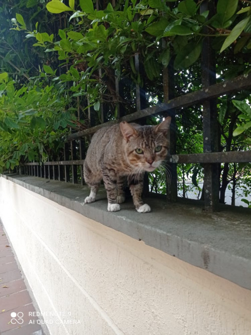 Tito