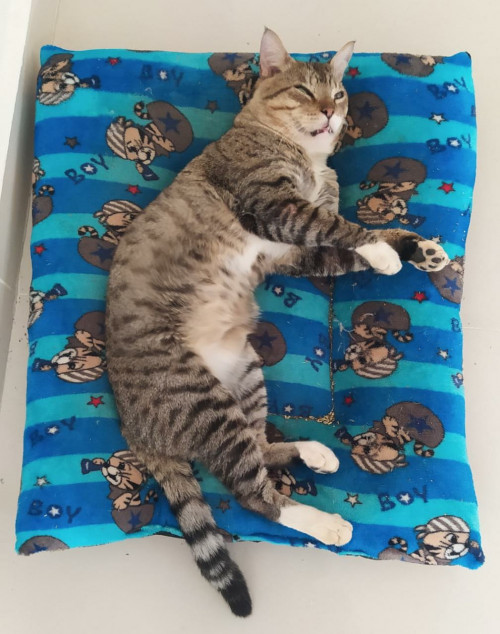 Tito