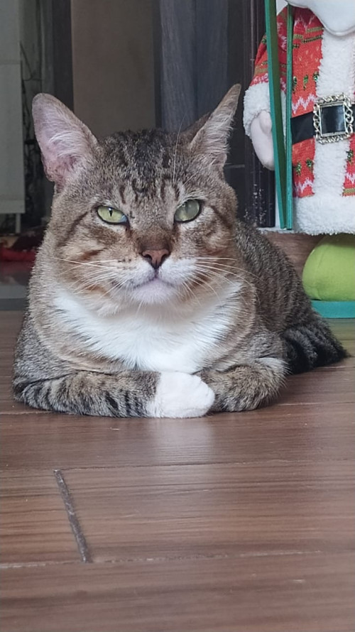 Tito
