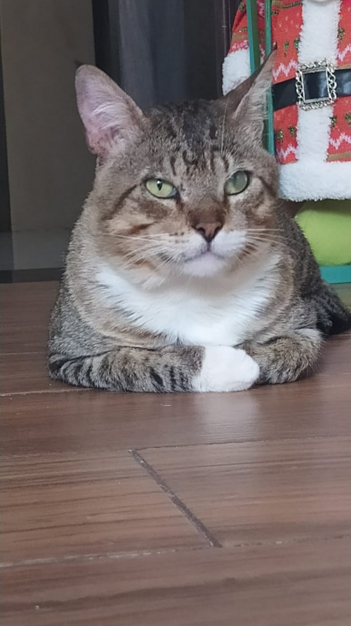 Tito
