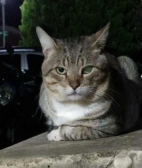 Tito