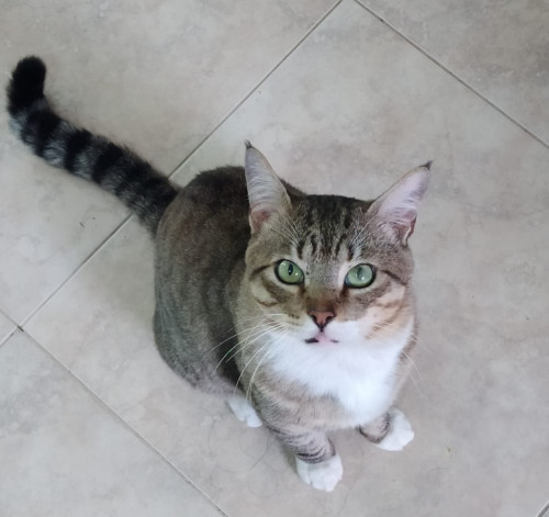 Tito