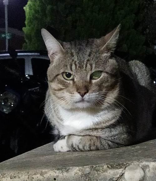 Tito