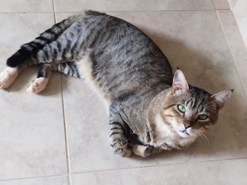 Tito