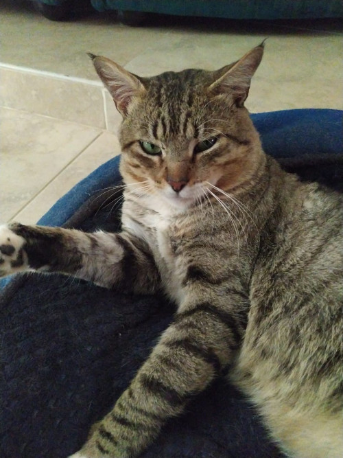 Tito
