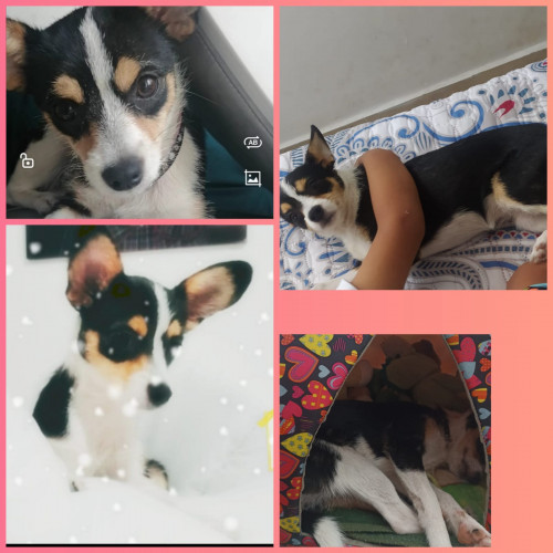 Oreo