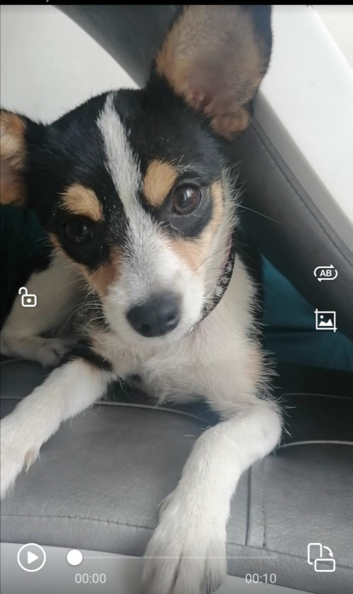 Oreo