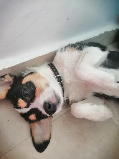 Oreo