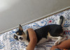 Foto de Oreo en Bucaramanga Santander #0
