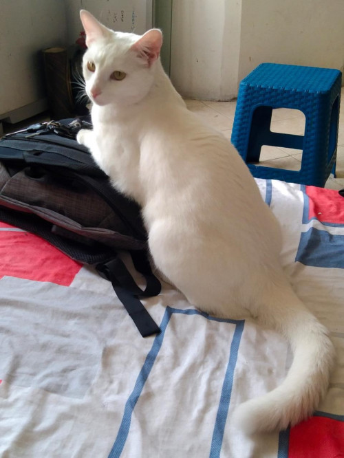 Tita
