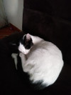 Foto de Nala en  Bogotá #3