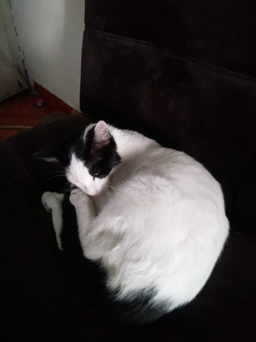Nala