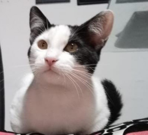 Nala