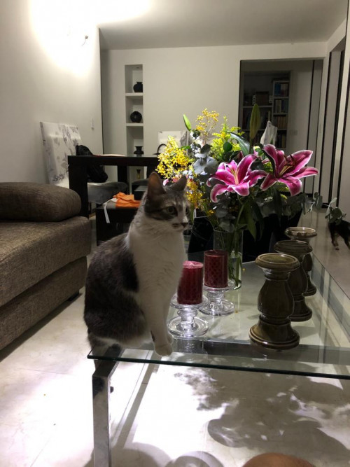 Dulce