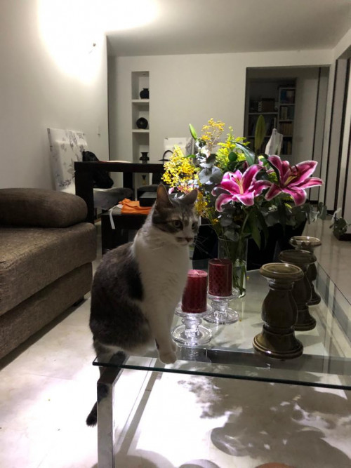 Dulce