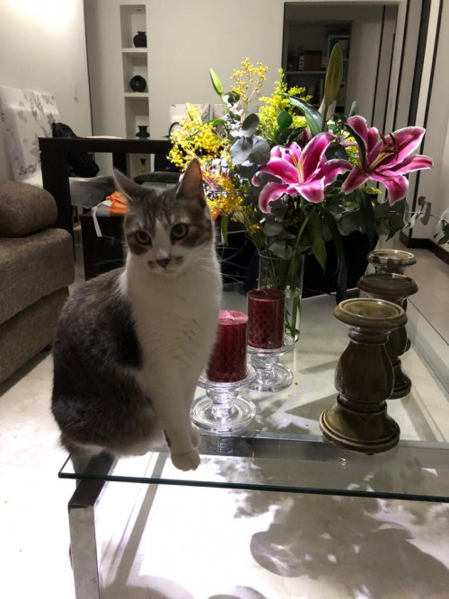 Dulce