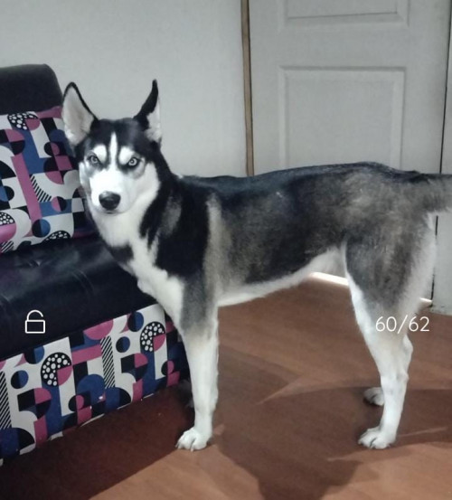 Kiara