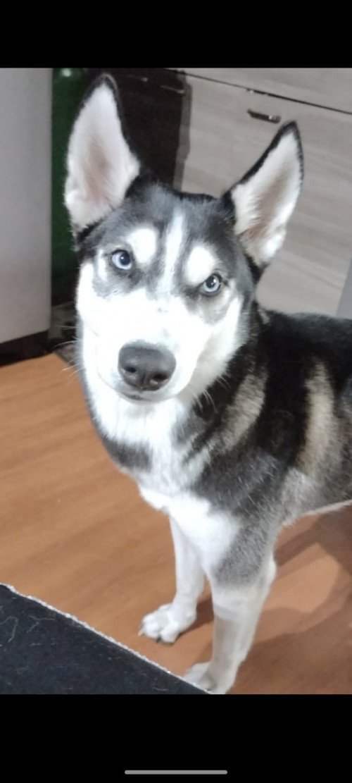 Kiara
