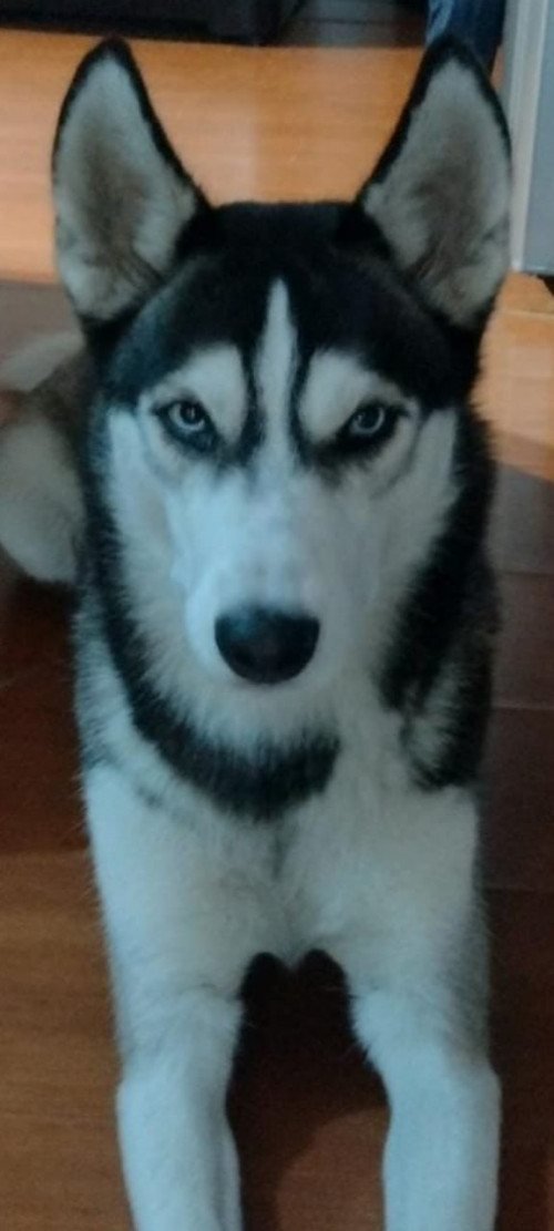 Kiara