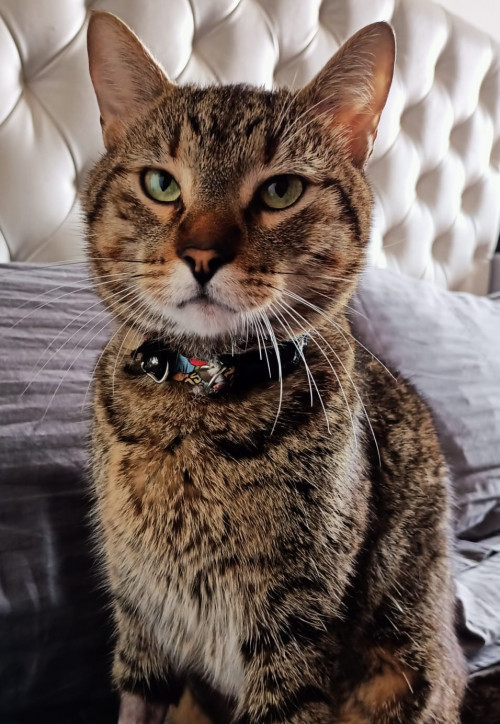 Federico