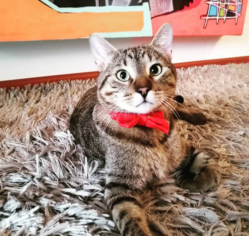 Federico