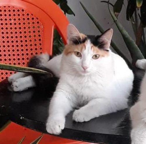 Mía
