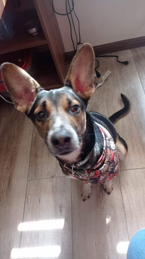 Paco 