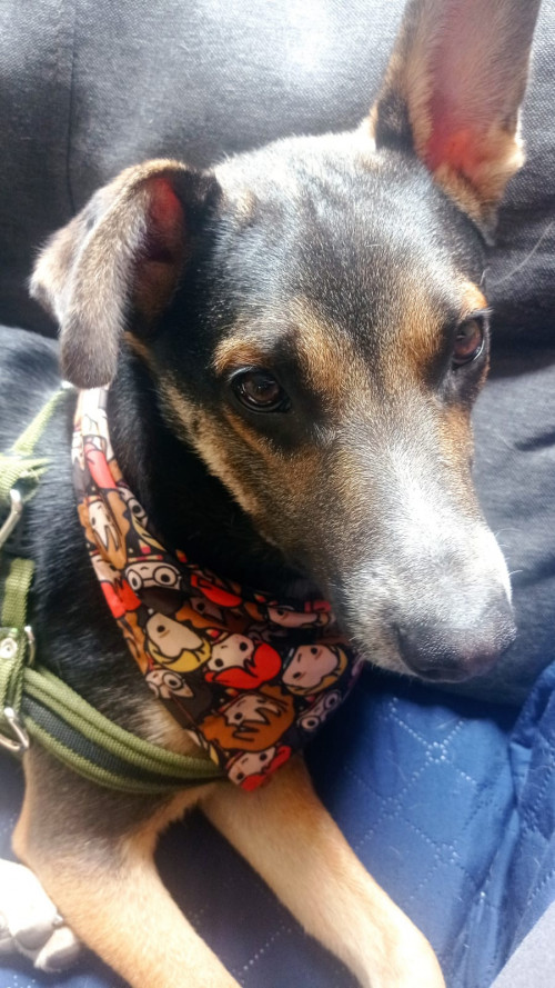 Paco 