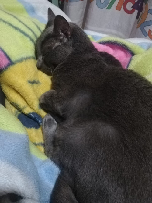 Gris