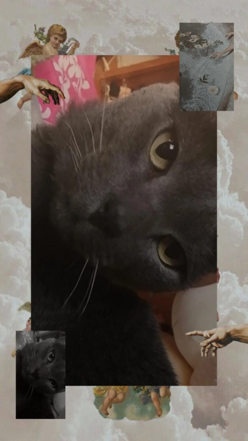 Gris
