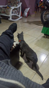 Foto de Gris en Pereira Risaralda #3