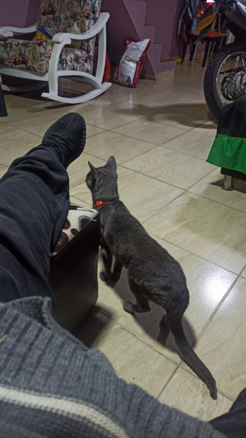 Gris