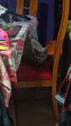 Foto de Gris en Pereira Risaralda #2