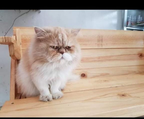 Zeus 