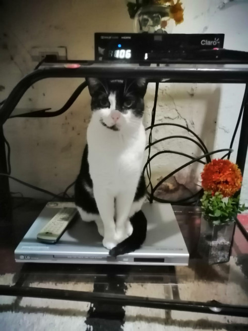 Chispitas