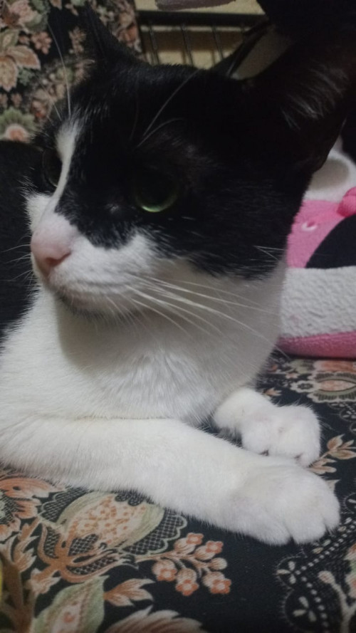 Chispitas
