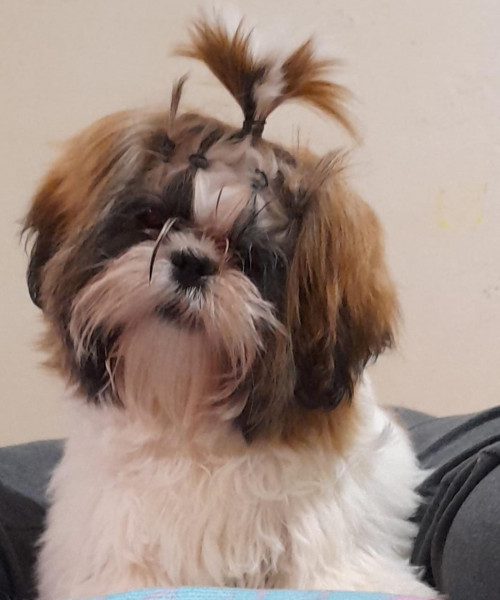 Dulce