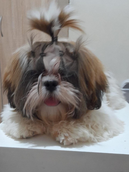 Dulce