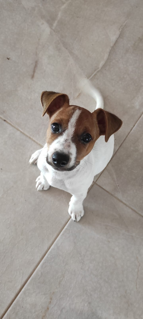 Jack