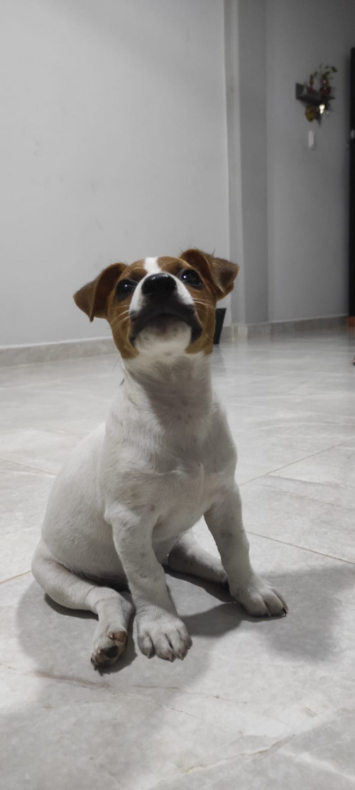 Jack