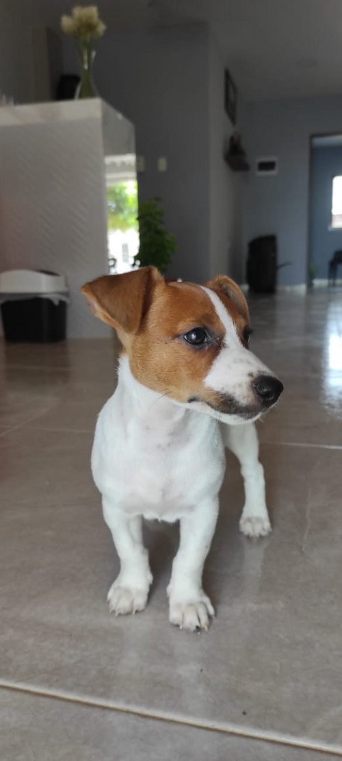 Jack