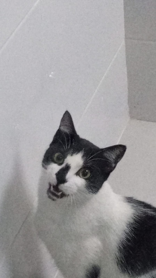 Oreo Michin