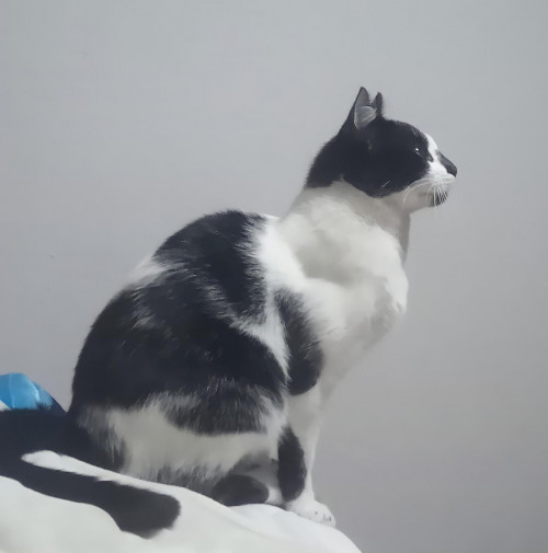 Oreo Michin