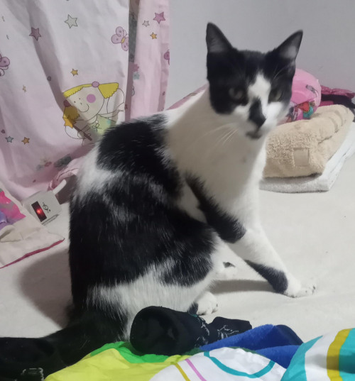 Oreo Michin