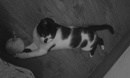 Oreo Michin