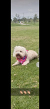 Foto de Muñeca O Niña en  Bogotá #12